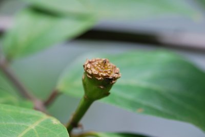 Calycanthus floridus - sazaník květnatý - zrající plod